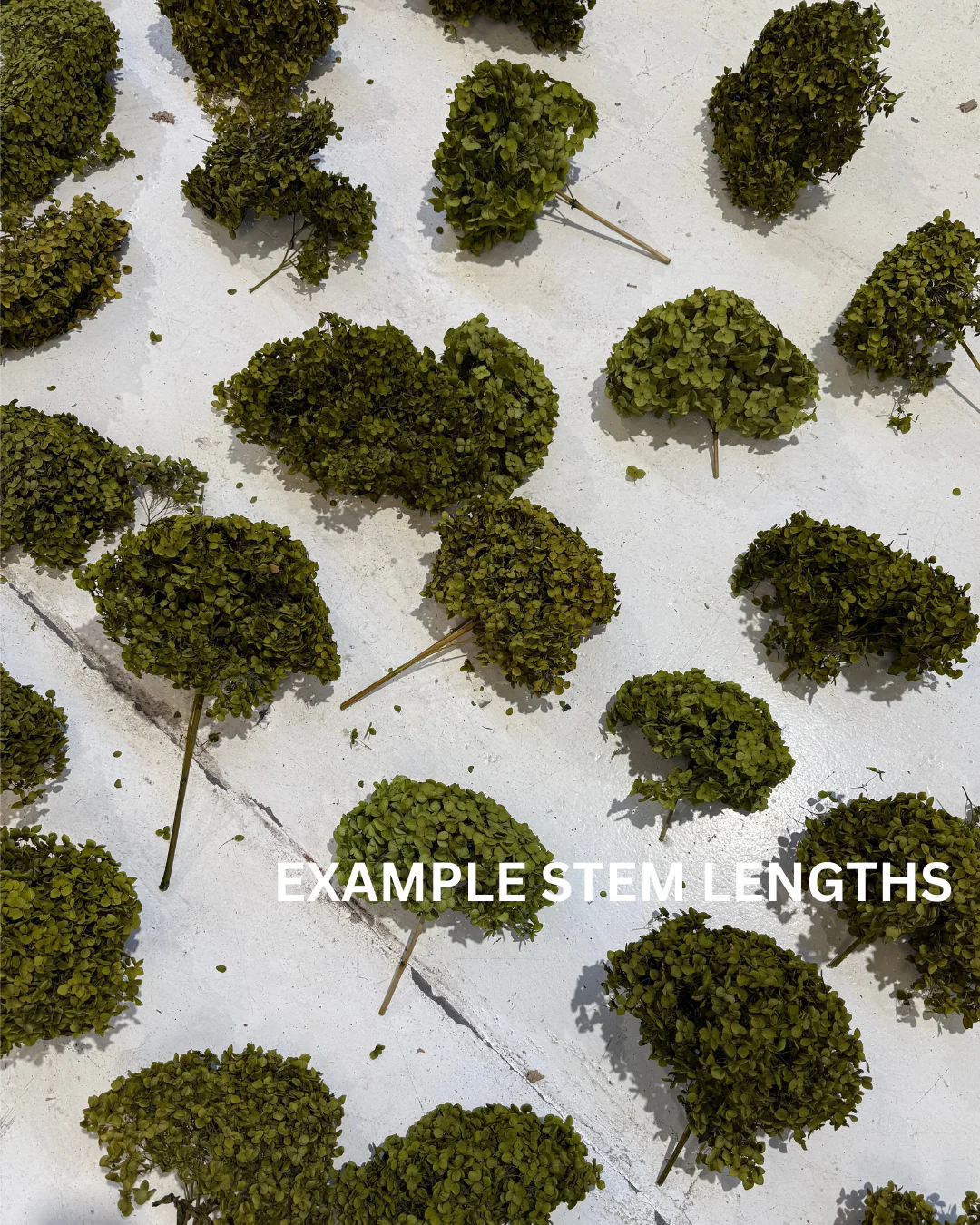 PRESERVED FLOWERS - Image 5